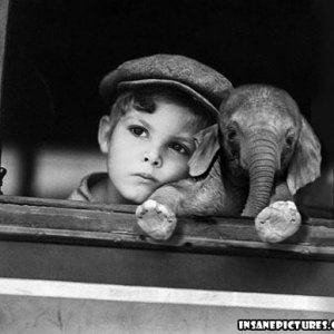 baby_elephant.jpg
