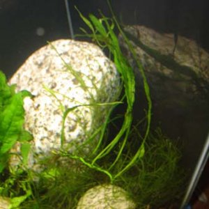 ferns_thin.jpg