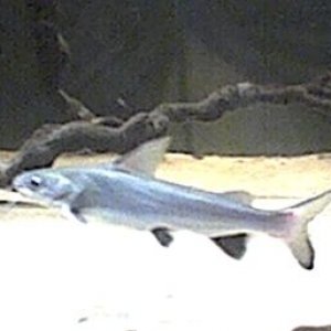 sharkcat.jpg