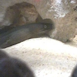 moray.jpg