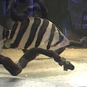 tigerfish.jpg