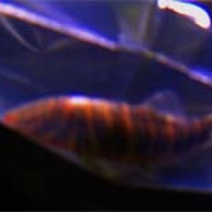 zebra_loach.jpg
