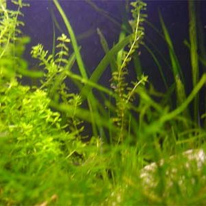 10gplant_growth.jpg