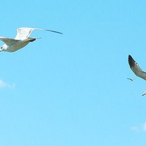 bird12.jpg