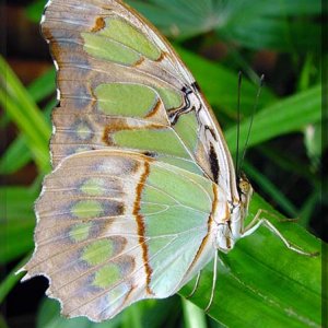 butterfly4.jpg