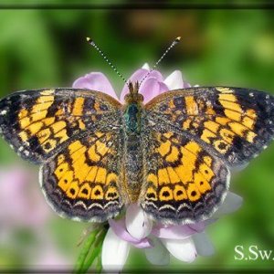 butterfly7.jpg