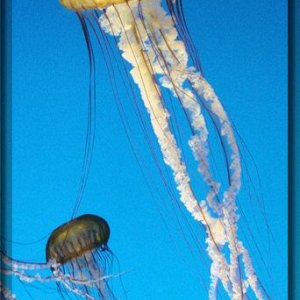 sea.jpg