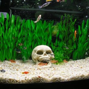 fish_tank.JPG