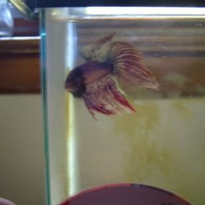 betta_flaring_3lowrez.jpg