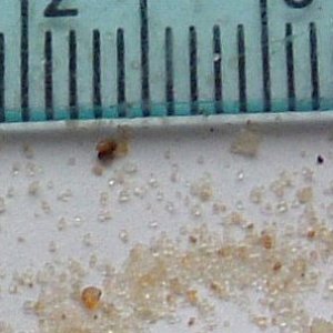 2004_1001sandcloseups0027.JPG