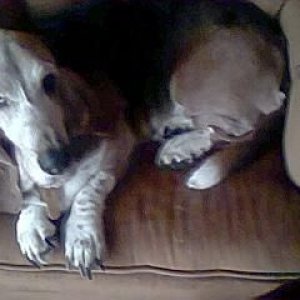 carlysdog.jpg