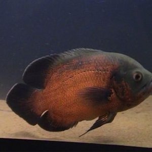 Ottis3.jpg