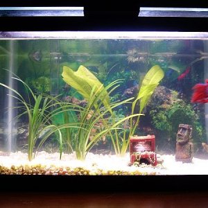 tank3.jpg