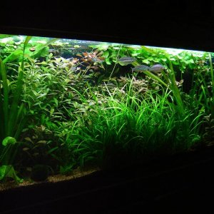tank22.JPG