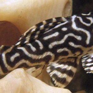 Fish_copy.jpg