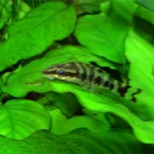 zebra_oto_show.jpg