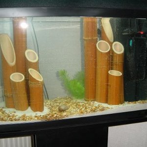 fish.JPG