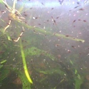 snakehead_fry_009.jpg
