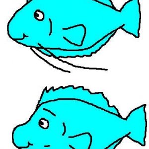 gourami.JPG