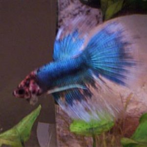 marble3.jpg