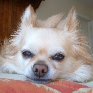 Joey3.JPG