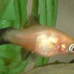 Platy_Fry3.JPG