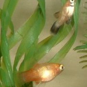 Two_Platy_Fry.JPG