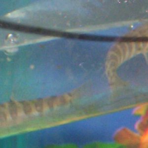 loaches.jpg