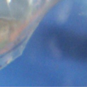loach.jpg