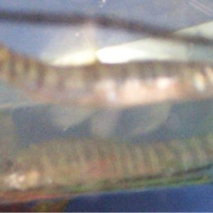 loaches2.jpg