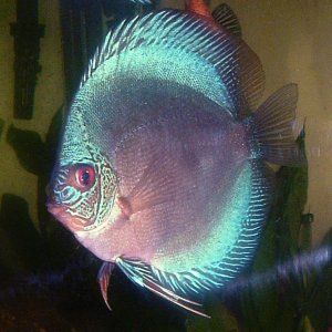 discus2.jpg