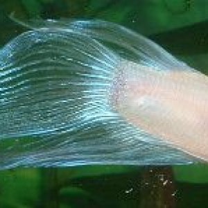 White_Betta2.JPG