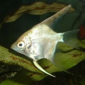 Angelfish4.JPG