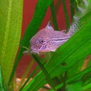 IMG_1077.JPG