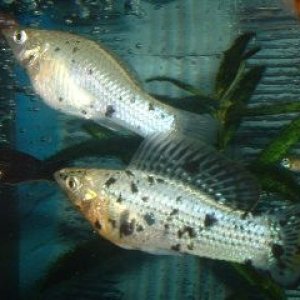 Sailfin_Mollies.JPG