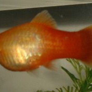 Sunburst_Platy_Female.JPG