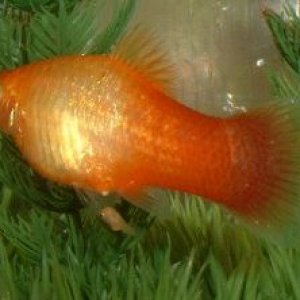Platy_Birth3.JPG