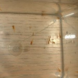 Sunburst_Platy_Fry2.JPG