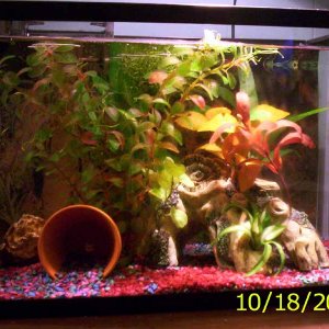 10Gal.jpg