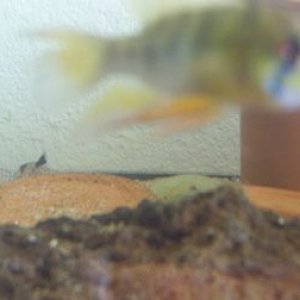 fishtank3.jpg