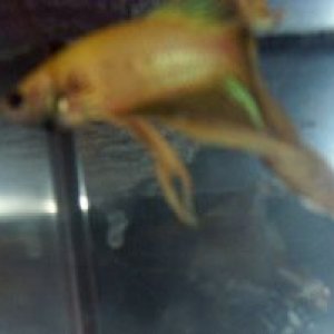yellowbetta1.jpg