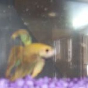yellow2.jpg