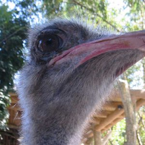 ostrichclosesmall.jpg