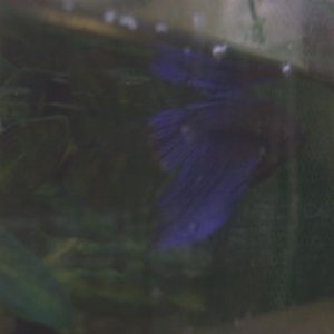 ollie.JPG