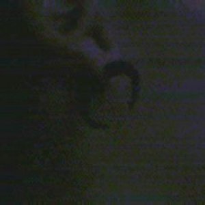 Picture_371.jpg