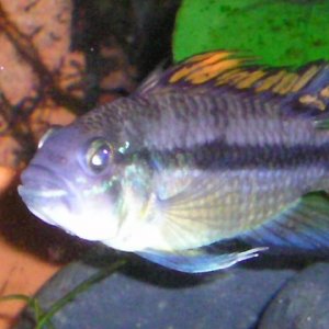 Joes_fish_____026.jpg