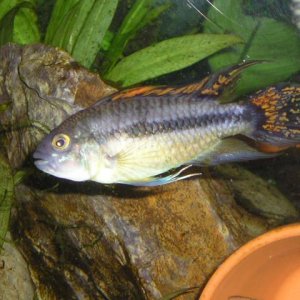 Joes_fish_____028.jpg