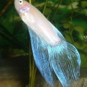 White_Betta.JPG