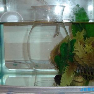 fishr9.jpg