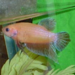 fishr8.jpg